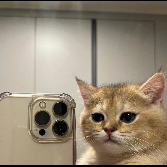 Meet your Posher, Luis - Picture 1 of 1